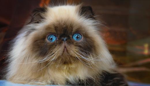 Кошка с голубыми глазами