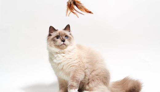 Кошка породы рэгдолл играет с перышком 