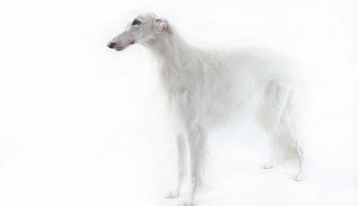 Русская псовая борзая