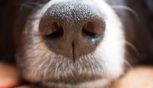 Нос собаки