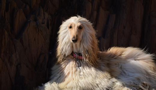 Афганская борзая