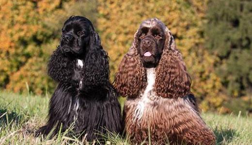 Американский кокер-спаниель