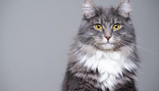 Мейн-кун на сером фоне