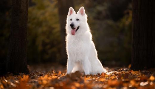 Белая собака сидит на листве (Белая швейцарская овчарка)