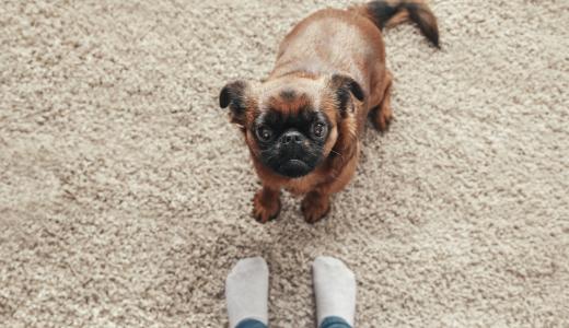 Пти-брабансон