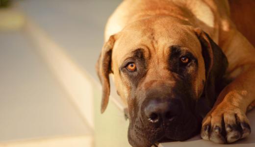 Собака молчит и смотрит в камеру