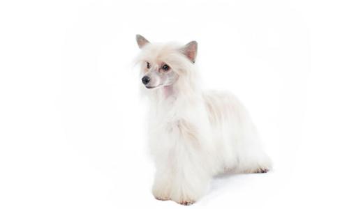 Китайская хохлатая собака