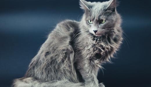 Кошка породы нибелунг