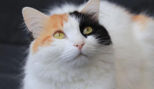 Трехцветная кошка