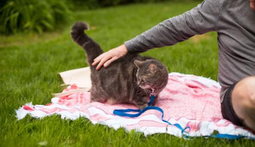 Кошка на улице