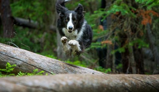 Пастушьи породы собак