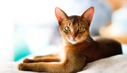 Почему у кошки светятся глаза