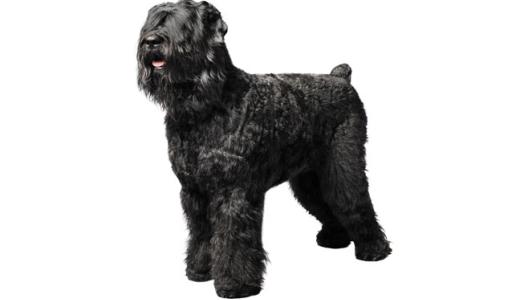 Русский черный терьер