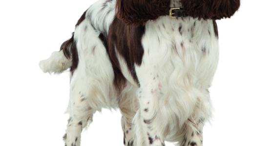 Русский охотничий спаниель