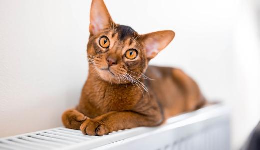 Самая красивая порода кошек