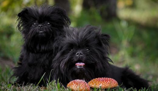 Аффенпинчер