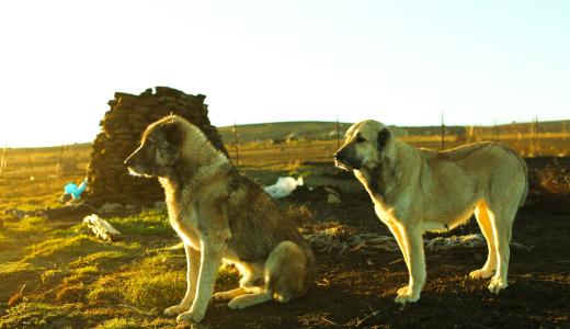 Гампр — армянский волкодав
