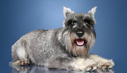 Миттельшнауцер