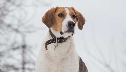 Русская гончая