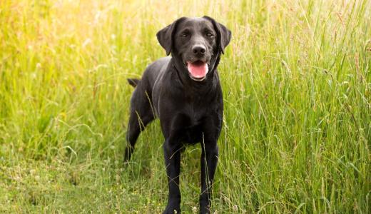 Черные породы собак