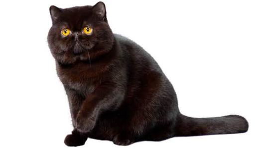 Экзотическая кошка