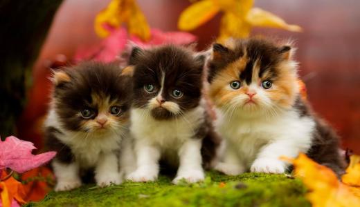 Как назвать кота мальчика