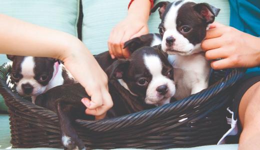 Как приучить щенка к туалету?