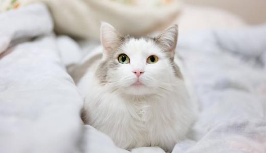 Породы белых кошек