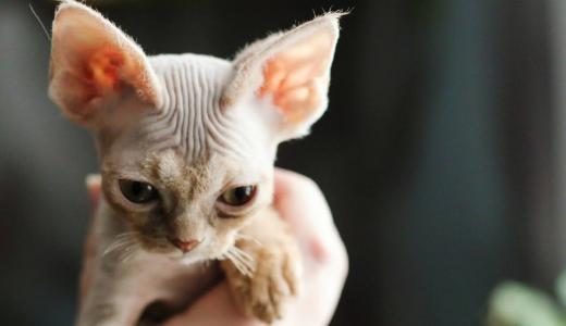 Породы лысых кошек