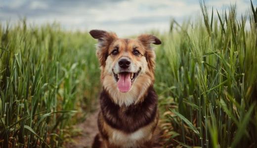 У собаки слезятся глаза