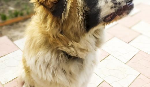 Московская сторожевая