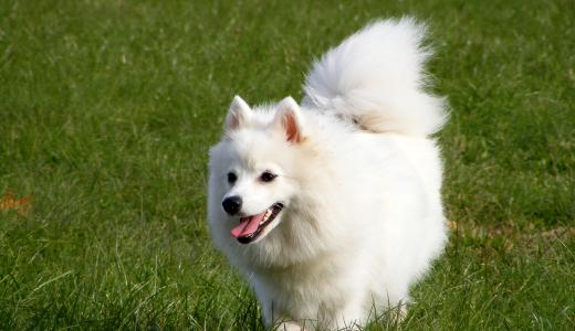 Японский шпиц