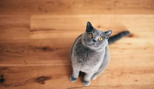 Короткошерстные породы кошек