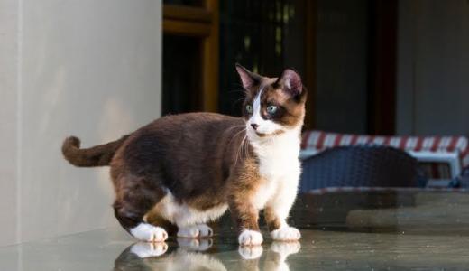 Кошки с короткими лапами