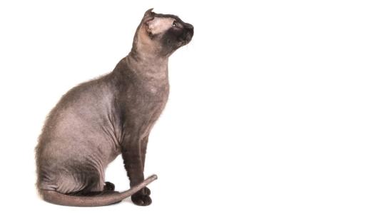 Украинский левкой