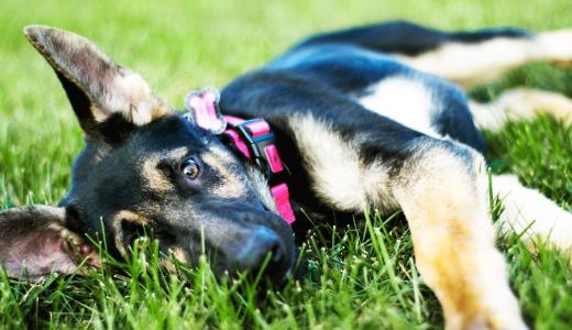 Окрасы немецких овчарок