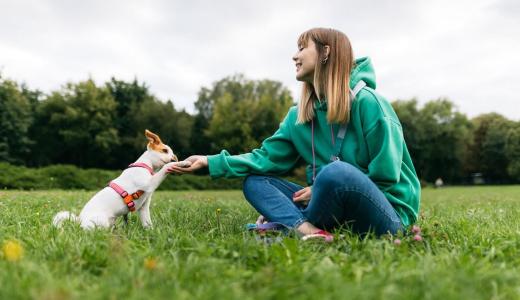 Как научить собаку давать лапу