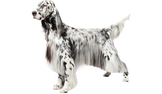 Английский сеттер