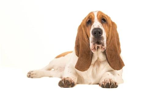 Как обучить собаку команде «Лежать»