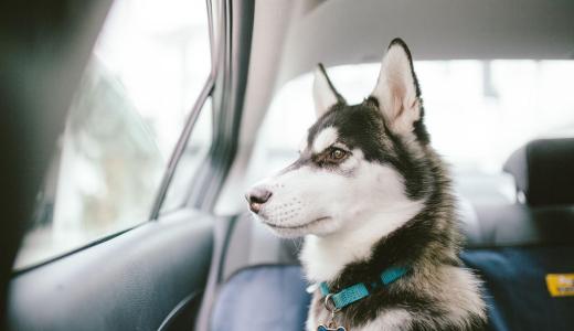 Собака в автомобиле