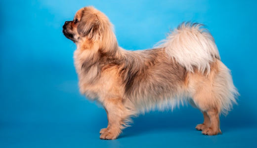 Тибетский спаниель