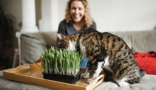 Травы для кошек
