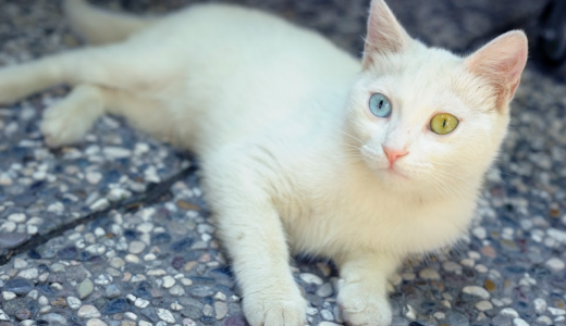 Турецкий ван