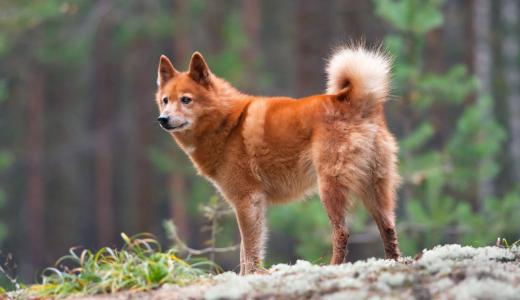 Финский шпиц