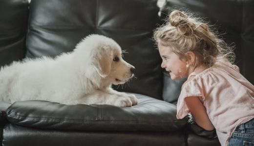 Дрессировка щенка