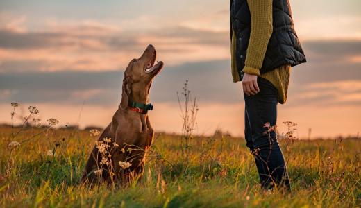 Как научить собаку команде «Голос»
