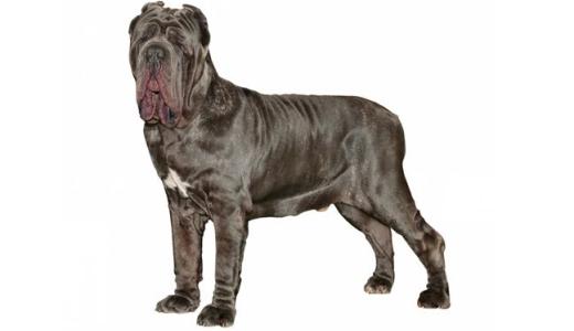 Мастино неаполитано