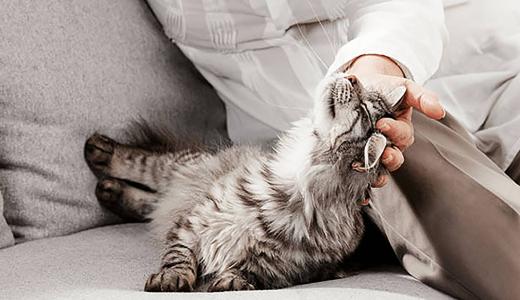 У кота горячие уши