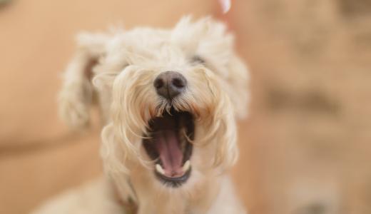 Как отучить собаку лаять