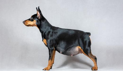 Чем кормить беременную собаку